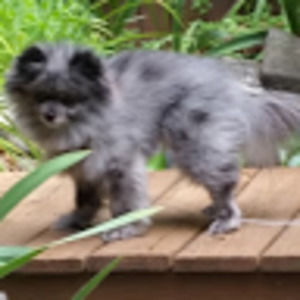 Meet your Posher, Liz